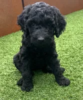 Charlie, a female Goldendoodle for sale in Chico, CA – 5 of 5