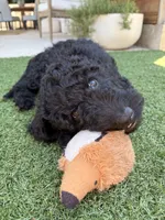 Charlie, a female Goldendoodle for sale in Chico, CA – 3 of 5