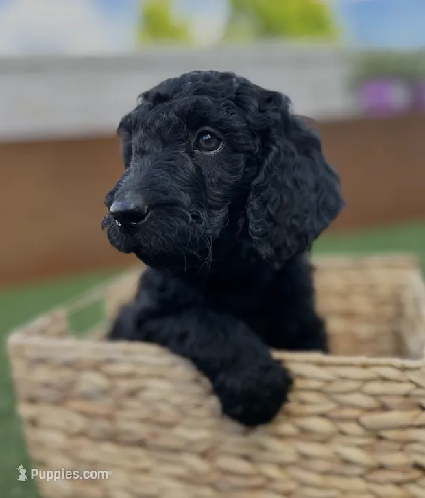 Coyote – Goldendoodle puppy for sale in Chico, CA