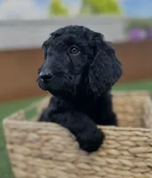 Coyote, a male Goldendoodle for sale in Chico, CA – 1 of 2