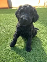 Phoenix, a female Goldendoodle for sale in Chico, CA – 2 of 2