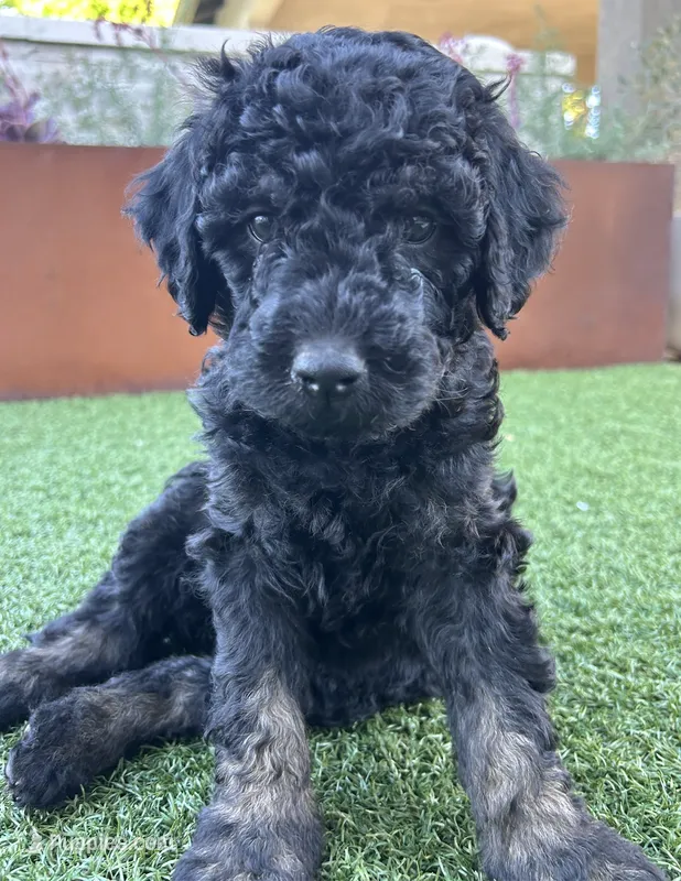 Viper – Goldendoodle puppy for sale in Chico, CA
