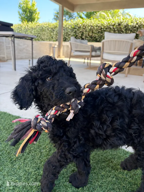 Goose – Goldendoodle puppy for sale in Chico, CA
