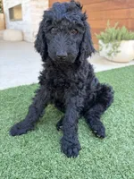Charlie, a female Goldendoodle for sale in Chico, CA – 2 of 5