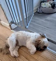 Gummy Bear, a male Shih Tzu for sale in Meriden, CT – Photo 2 of 4