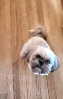 Gummy Bear, a male Shih Tzu for sale in Meriden, CT – Photo 3 of 4