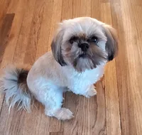 Gummy Bear, a male Shih Tzu for sale in Meriden, CT – Photo 1 of 4