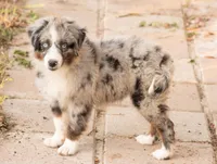 sue, a male Australian Shepherd for sale in Marble Falls, TX – 5 of 10