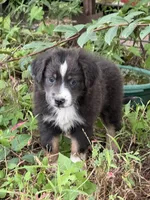 PATTY, a female Miniature Australian Shepherd for sale in Marble Falls, TX – 5 of 6
