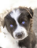 Mary, a female Miniature Australian Shepherd for sale in Marble Falls, TX – Photo 1 of 6