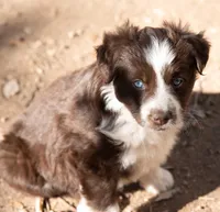 Mary, a female Miniature Australian Shepherd for sale in Marble Falls, TX – Photo 4 of 6