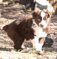 Mary, a female Miniature Australian Shepherd for sale in Marble Falls, TX – Photo 3 of 6