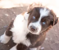 Mary, a female Miniature Australian Shepherd for sale in Marble Falls, TX – Photo 5 of 6
