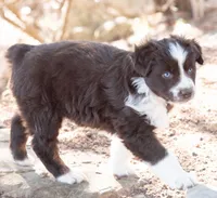 Mary, a female Miniature Australian Shepherd for sale in Marble Falls, TX – Photo 2 of 6