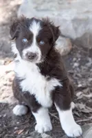 Mary, a female Miniature Australian Shepherd for sale in Marble Falls, TX – Photo 6 of 6