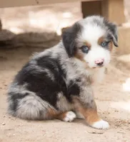tom, a male Miniature Australian Shepherd for sale in Marble Falls, TX – 7 of 10