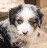 tom, a male Miniature Australian Shepherd for sale in Marble Falls, TX – 1 of 10