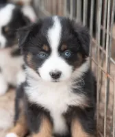 Emma, a female Miniature Australian Shepherd for sale in Marble Falls, TX – 1 of 8