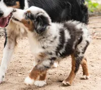 tom, a male Miniature Australian Shepherd for sale in Marble Falls, TX – 6 of 8