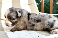 sue, a male Australian Shepherd for sale in Marble Falls, TX – 8 of 9