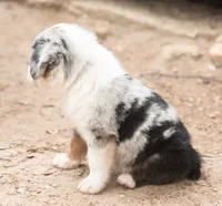 cherry, a female Miniature Australian Shepherd for sale in Marble Falls, TX – 5 of 10