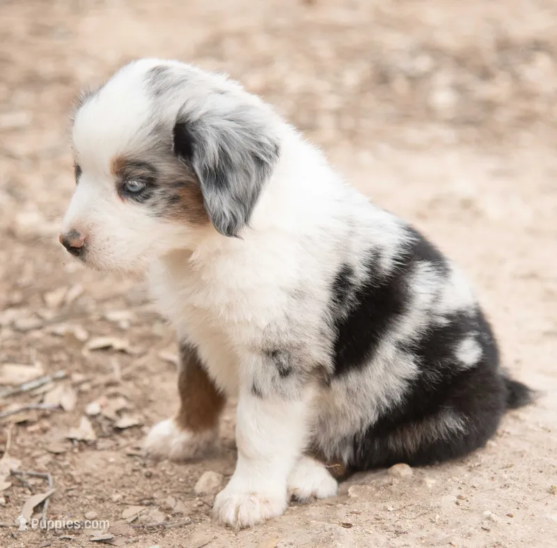 cherry – Miniature Australian Shepherd puppy for sale in Austin, TX