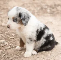 cherry, a female Miniature Australian Shepherd for sale in Marble Falls, TX – 4 of 10