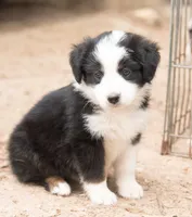 Maddy, a female Miniature Australian Shepherd for sale in Marble Falls, TX – 5 of 9