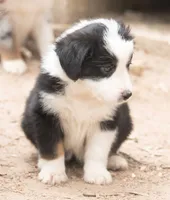 Maddy, a female Miniature Australian Shepherd for sale in Marble Falls, TX – 3 of 9