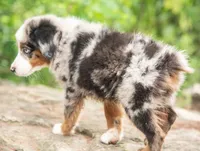 tom, a male Miniature Australian Shepherd for sale in Marble Falls, TX – 5 of 8