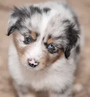 Mary, a female Miniature Australian Shepherd for sale in Marble Falls, TX – 1 of 10