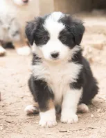 Maddy, a female Miniature Australian Shepherd for sale in Marble Falls, TX – 4 of 9