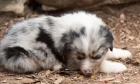 Mary, a female Miniature Australian Shepherd for sale in Marble Falls, TX – 6 of 10