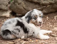 Mary, a female Miniature Australian Shepherd for sale in Marble Falls, TX – 5 of 10