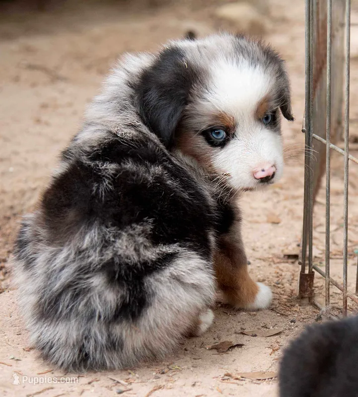 max – Australian Shepherd puppy for sale in Marble Falls, TX