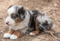 tom, a male Miniature Australian Shepherd for sale in Marble Falls, TX – 5 of 10