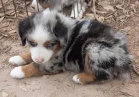 tom, a male Miniature Australian Shepherd for sale in Marble Falls, TX – 8 of 10