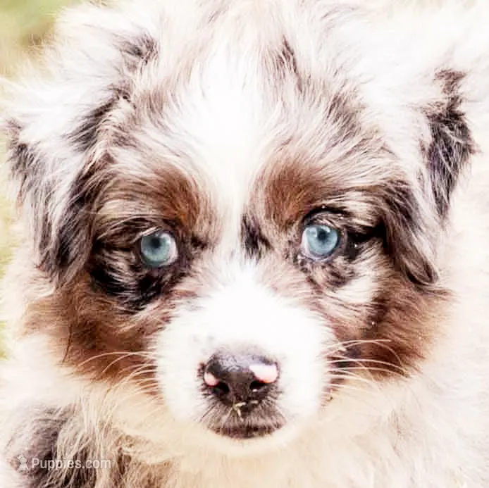 sue – Australian Shepherd puppy for sale in Marble Falls, TX