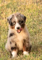 sue, a male Australian Shepherd for sale in Marble Falls, TX – 3 of 10