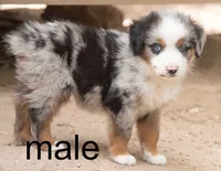 max, a male Australian Shepherd for sale in Marble Falls, TX – 3 of 10