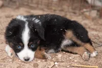 Emma, a female Miniature Australian Shepherd for sale in Marble Falls, TX – 3 of 8