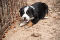 Emma, a female Miniature Australian Shepherd for sale in Marble Falls, TX – 5 of 8