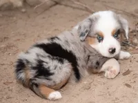 Sue, a female Miniature Australian Shepherd for sale in Marble Falls, TX – 3 of 10