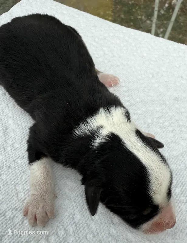 sally, a male Miniature Australian Shepherd for sale in Marble Falls, TX – Photo 1 of 3