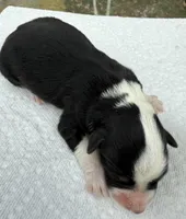 sally, a male Miniature Australian Shepherd for sale in Marble Falls, TX – Photo 3 of 3