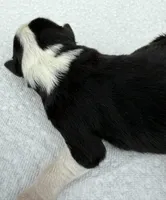 sally, a male Miniature Australian Shepherd for sale in Marble Falls, TX – Photo 2 of 3