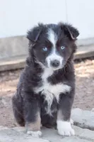 sally, a female Miniature Australian Shepherd for sale in Marble Falls, TX – Photo 5 of 6