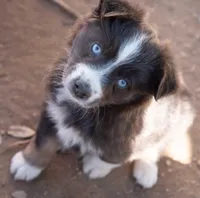 sally, a female Miniature Australian Shepherd for sale in Marble Falls, TX – Photo 2 of 6