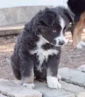 sally, a female Miniature Australian Shepherd for sale in Marble Falls, TX – Photo 4 of 6
