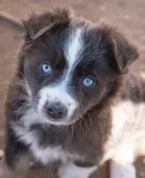 sally, a female Miniature Australian Shepherd for sale in Marble Falls, TX – Photo 6 of 6